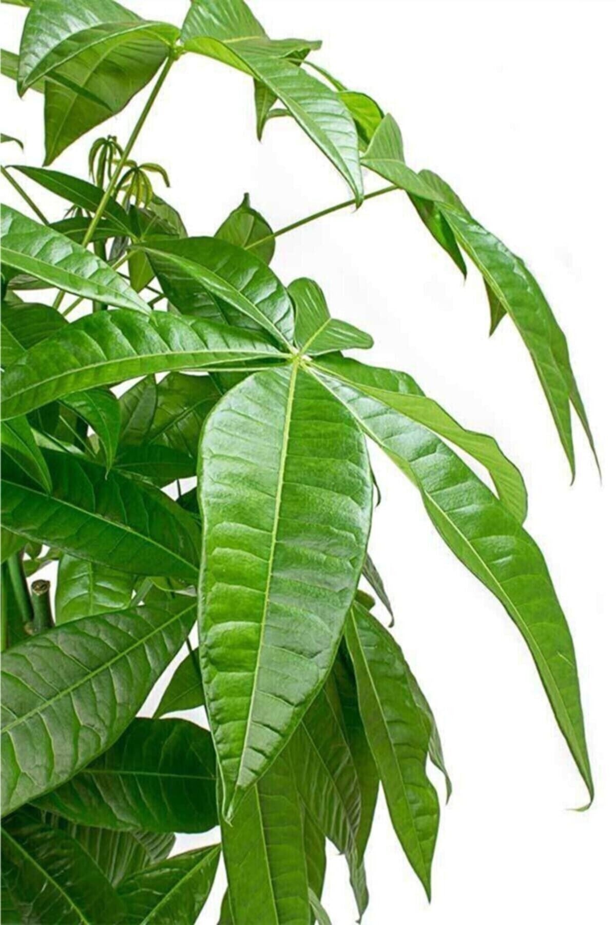 Pachira Aquatica - Örgülü Para Ağacı - Ev Ofis Salon Iç Mekan Bitkisi - 35-40 Cm