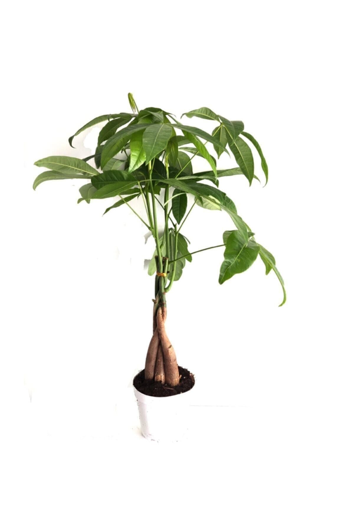 Pachira Para Ağacı 50 Cm