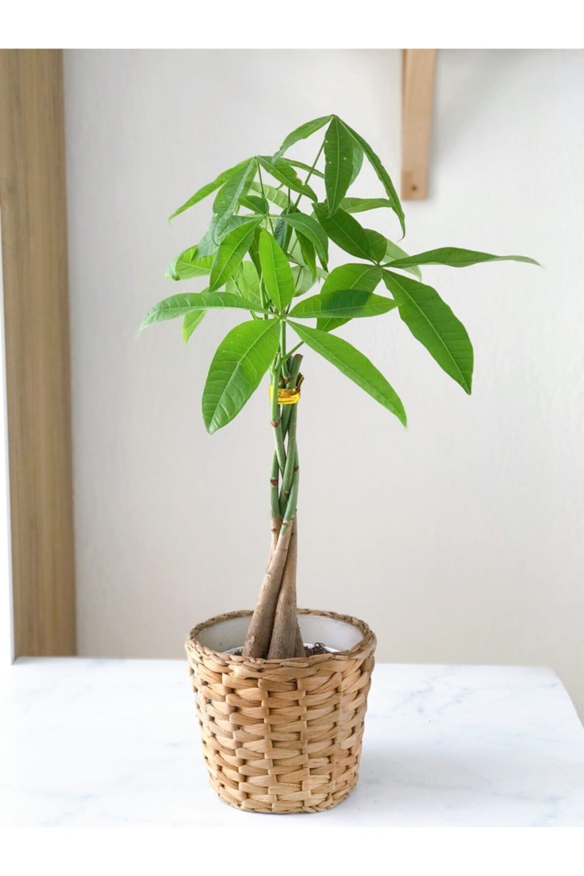 Pachira Para Ağacı 50 Cm