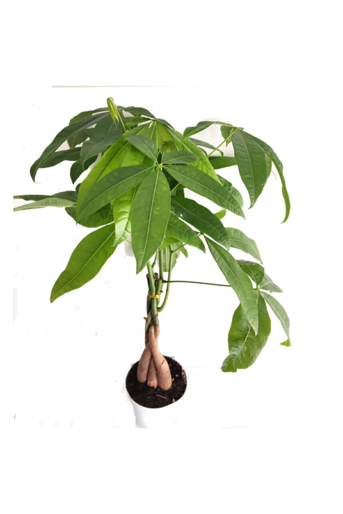 Pachira Para Ağacı 50 Cm