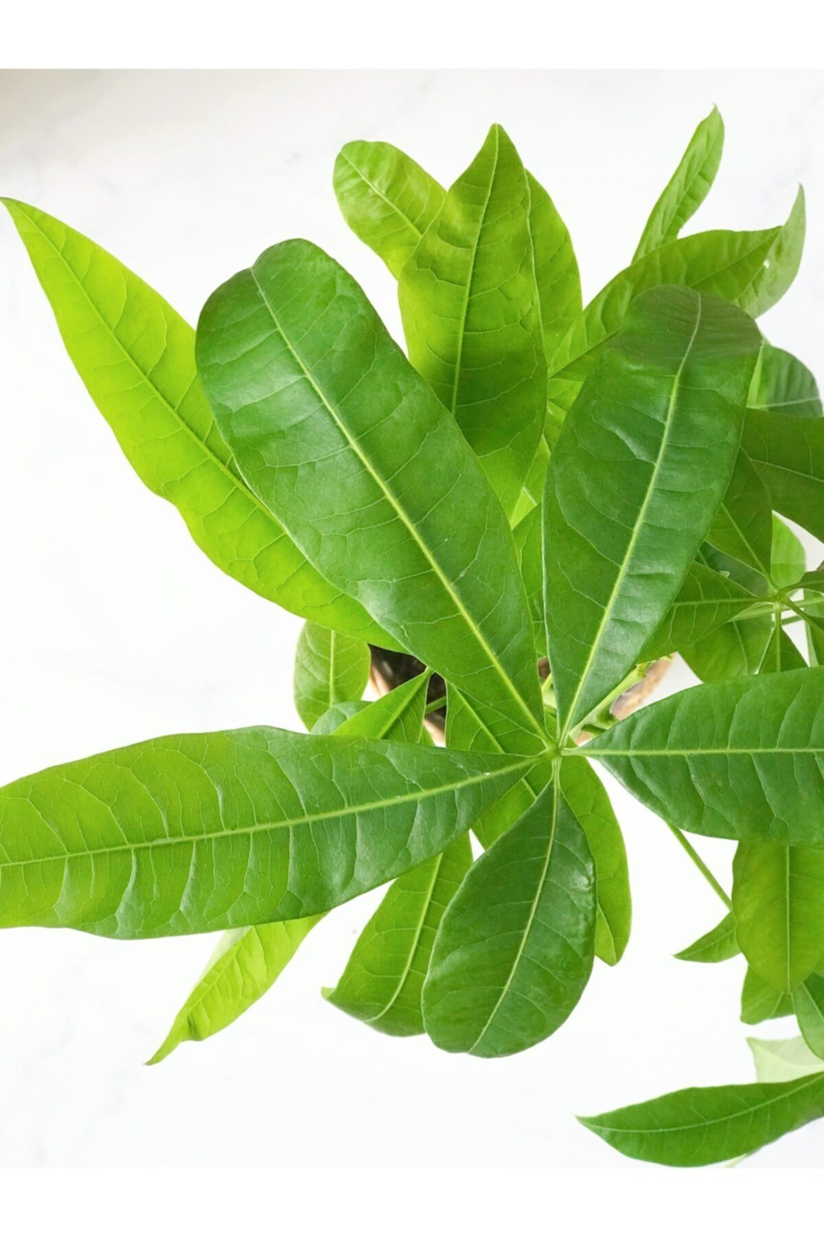 Pachira Para Ağacı 50 Cm