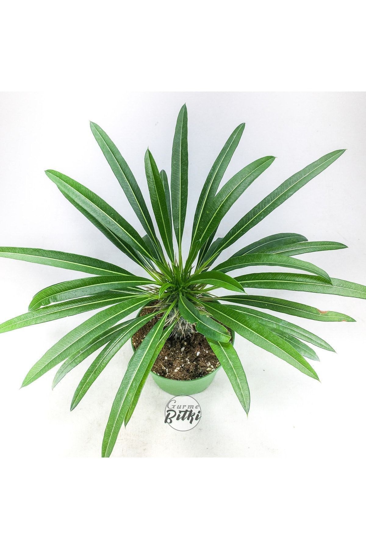 Pachypodium Lamerei (10.5 cm Saksıda) Madagaskar Palmiyesi Tropik Kaktüs