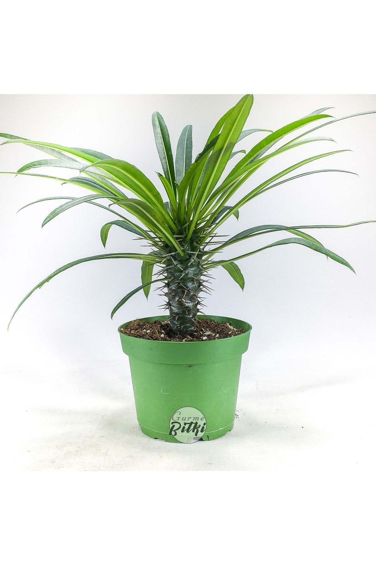 Pachypodium Lamerei (10.5 cm Saksıda) Madagaskar Palmiyesi Tropik Kaktüs