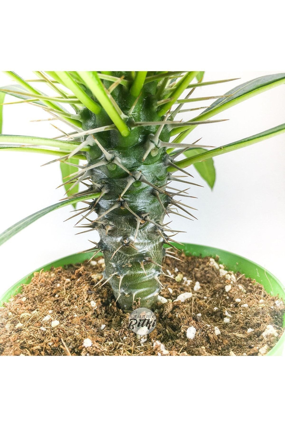 Pachypodium Lamerei (10.5 cm Saksıda) Madagaskar Palmiyesi Tropik Kaktüs