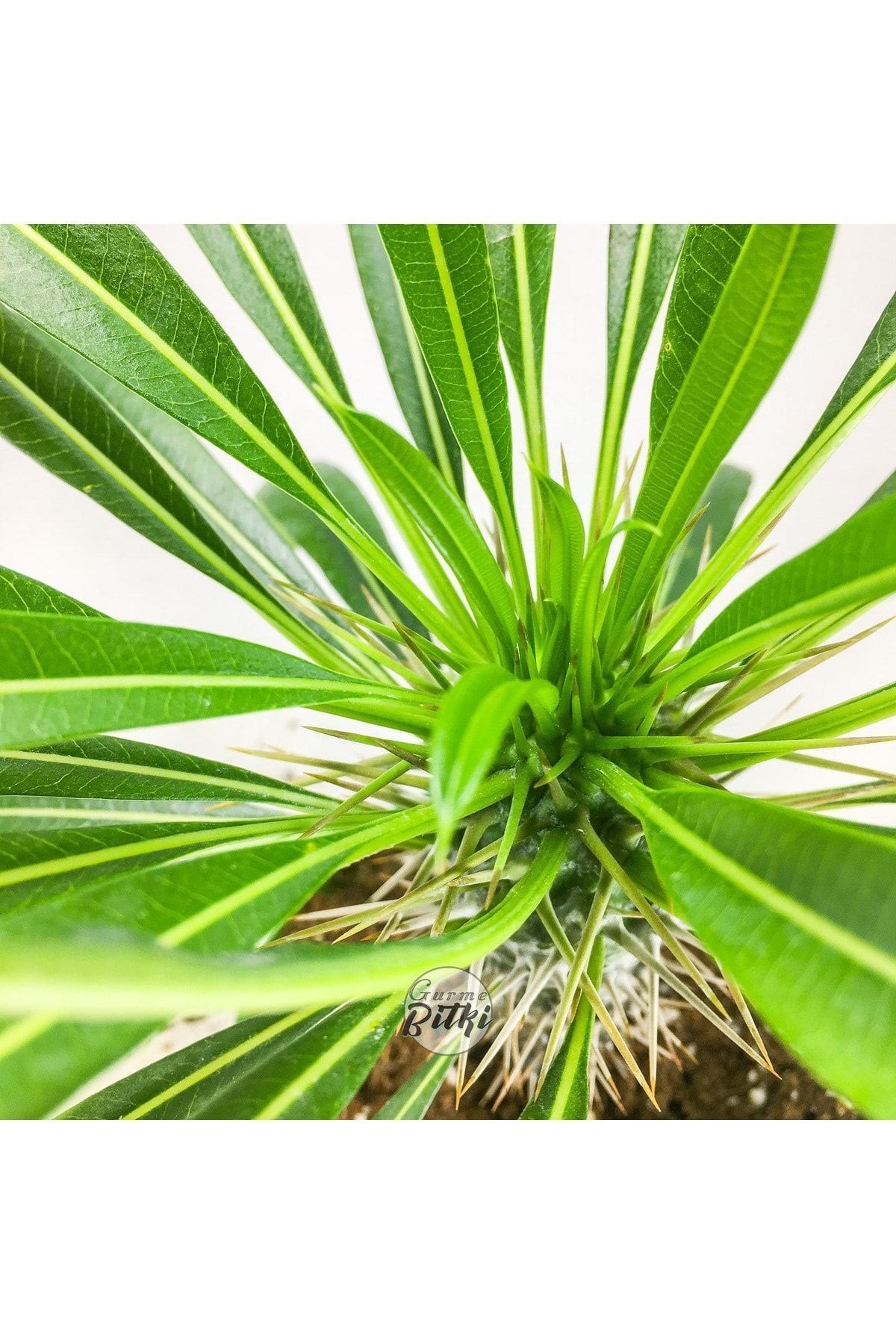 Pachypodium Lamerei (10.5 cm Saksıda) Madagaskar Palmiyesi Tropik Kaktüs