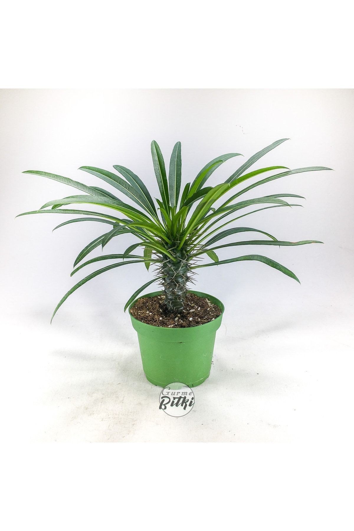 Pachypodium Lamerei (10.5 cm Saksıda) Madagaskar Palmiyesi Tropik Kaktüs
