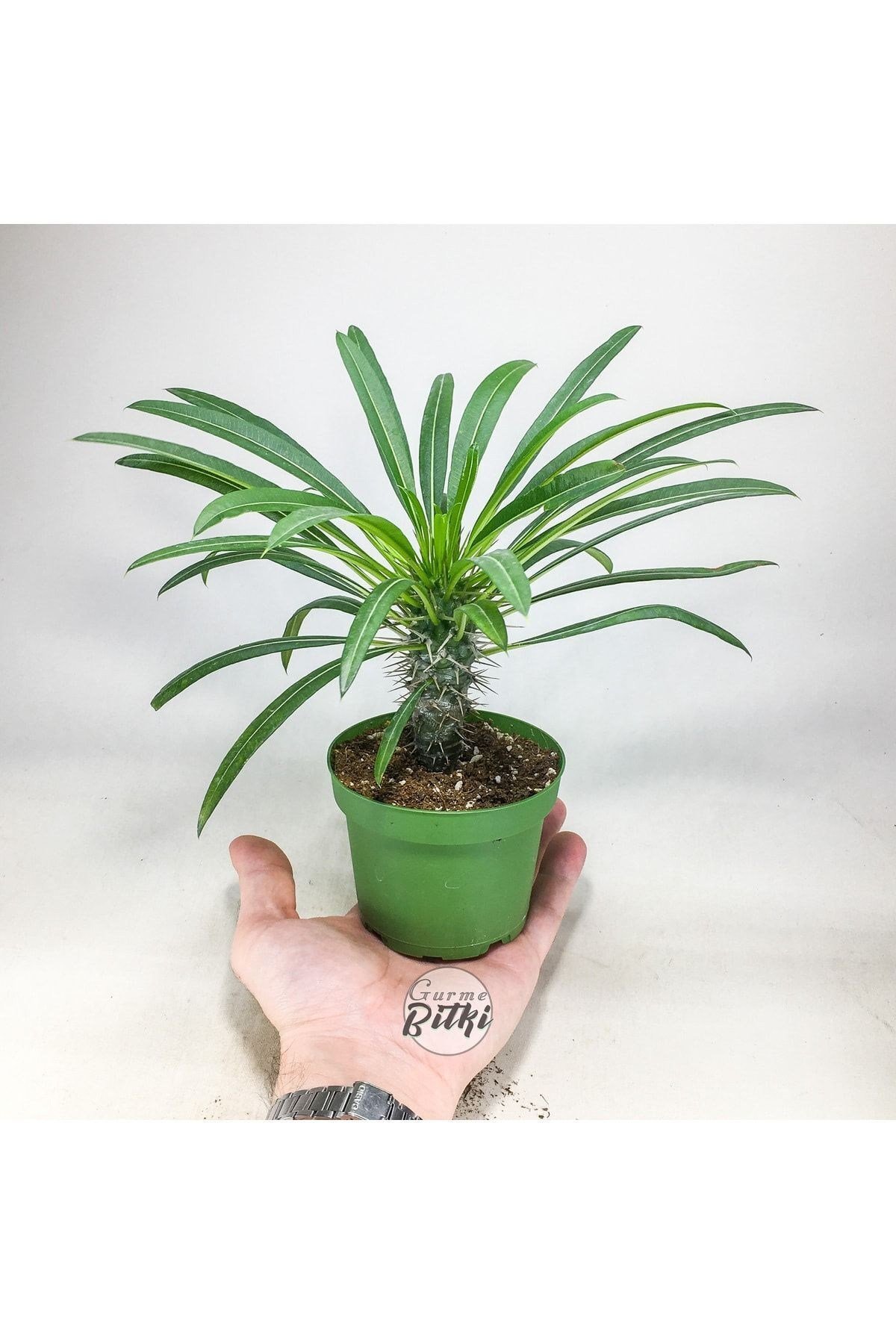 Pachypodium Lamerei (10.5 cm Saksıda) Madagaskar Palmiyesi Tropik Kaktüs