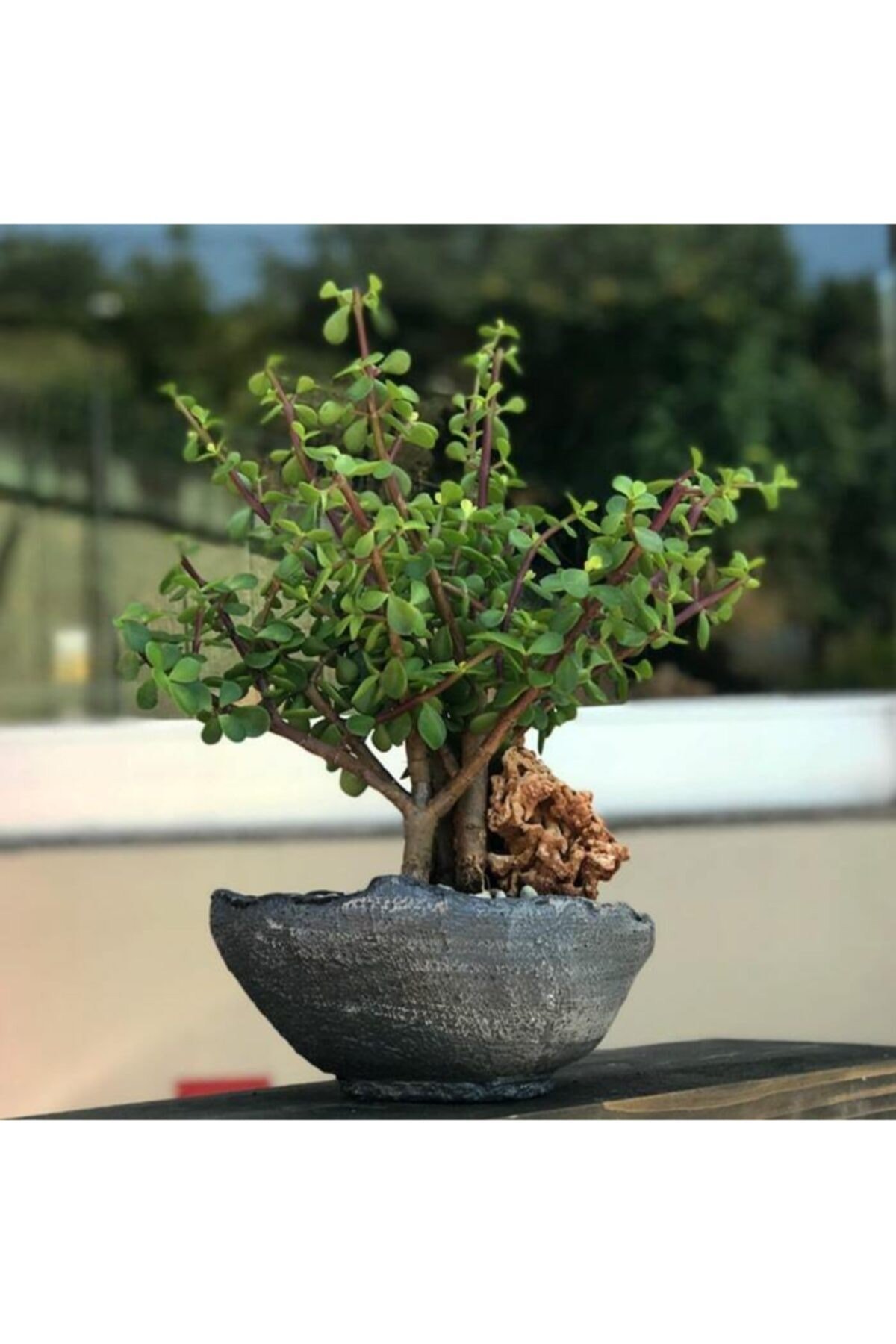 Para Ağacı Bonsai Bitkisi