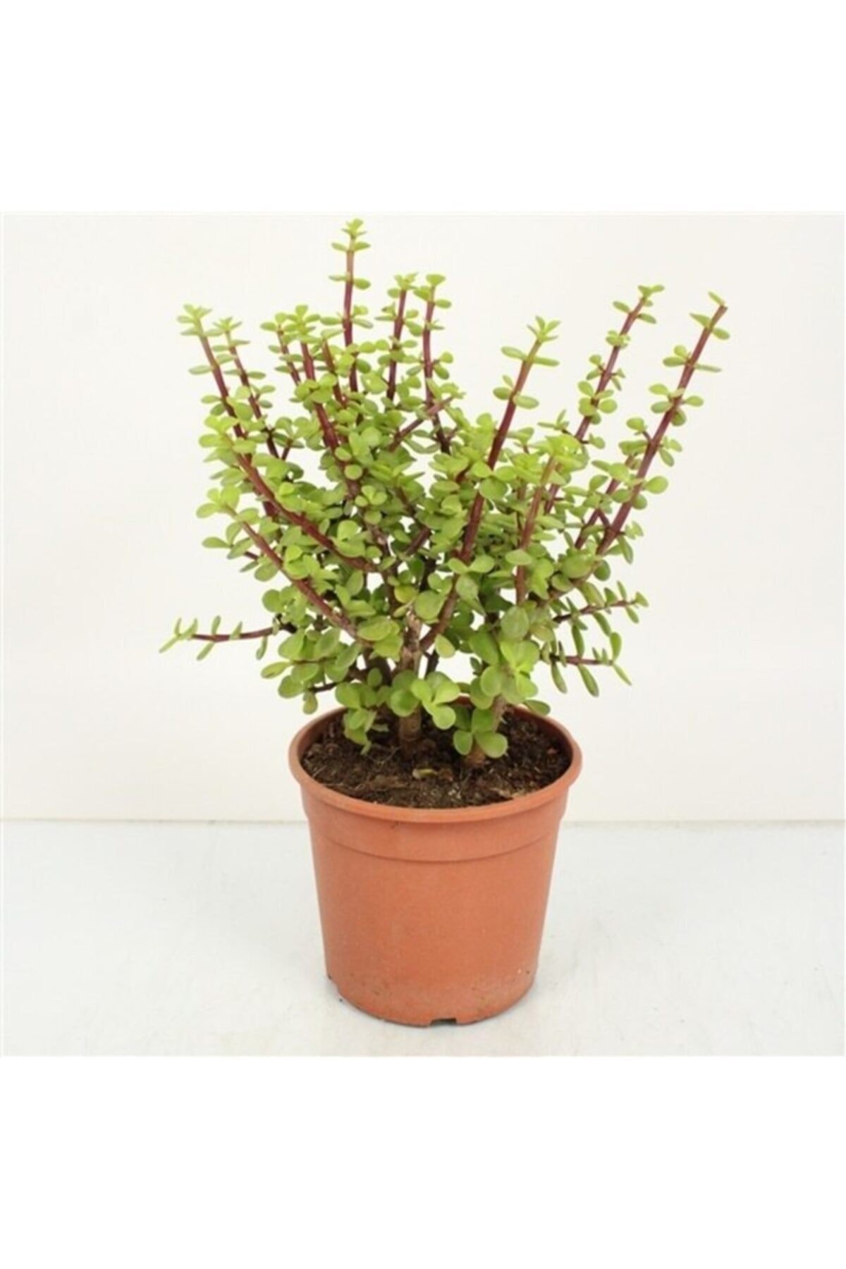 Para Ağacı Bonsai Bitkisi