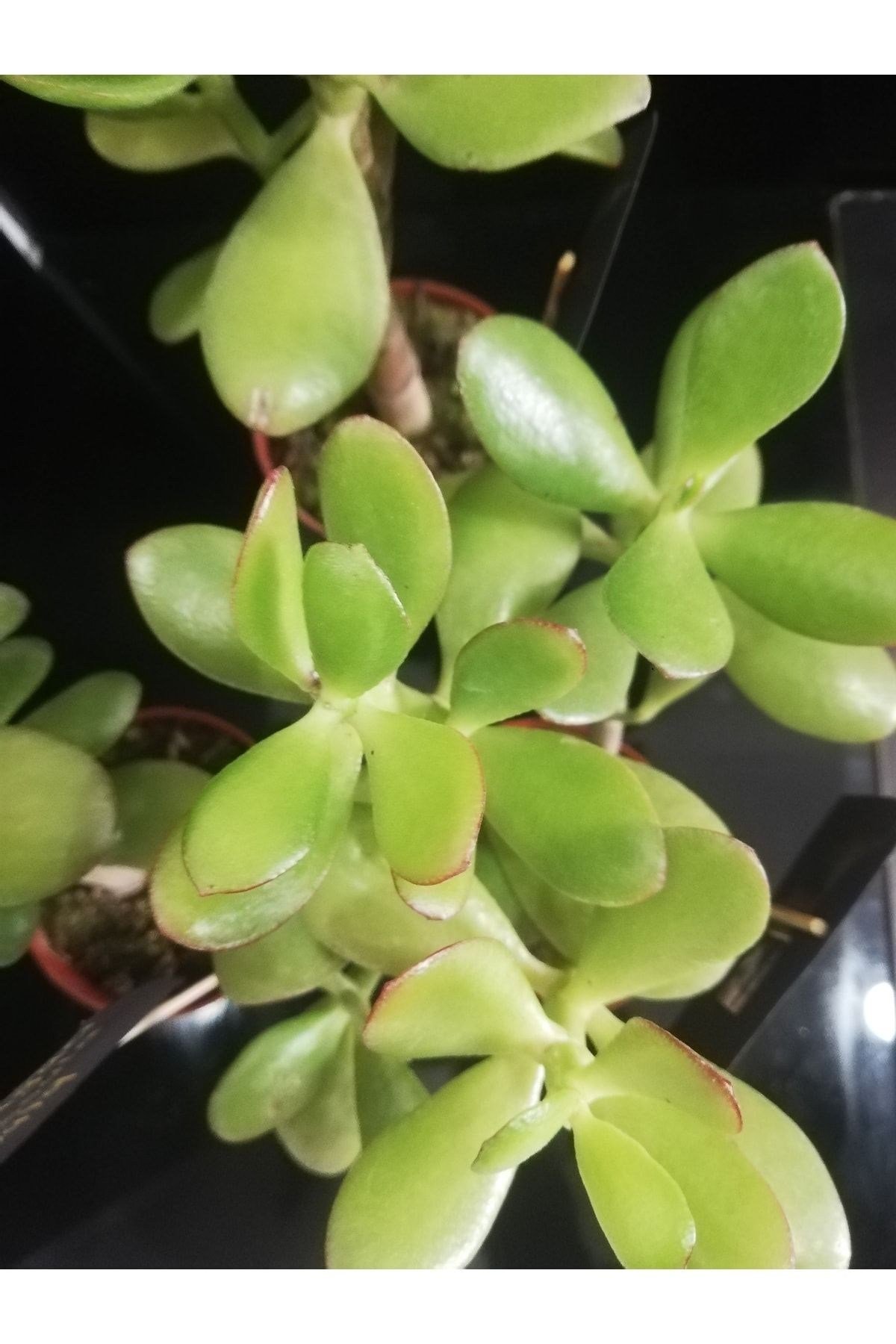 Para Ağacı Çiçeği (crassula Ovata)