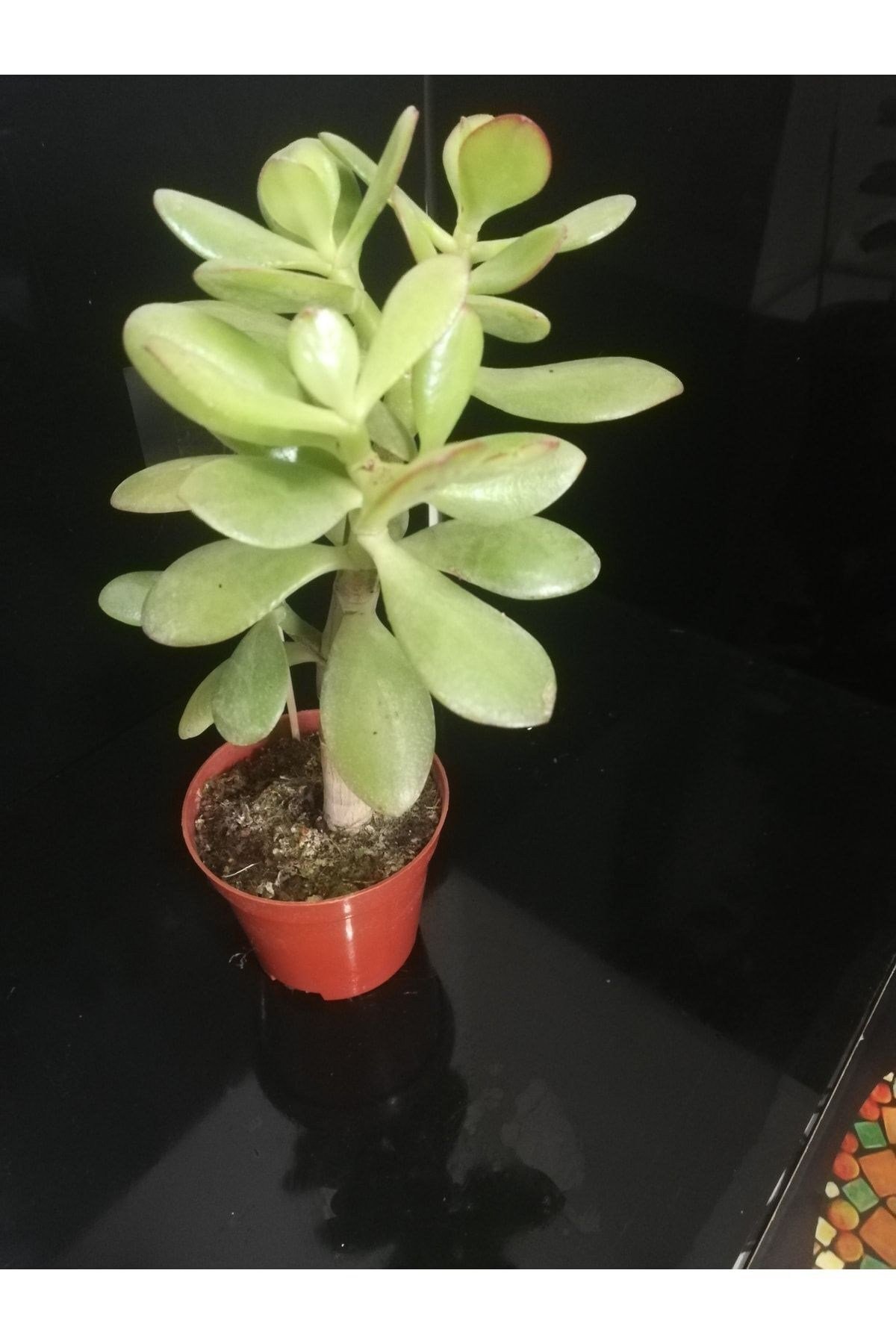Para Ağacı Çiçeği (crassula Ovata)