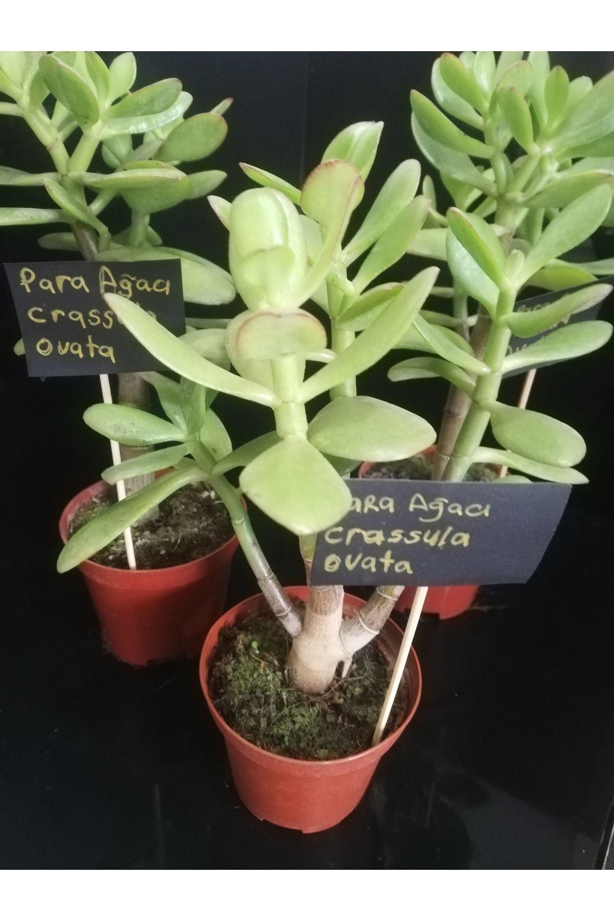 Para Ağacı Çiçeği (crassula Ovata)