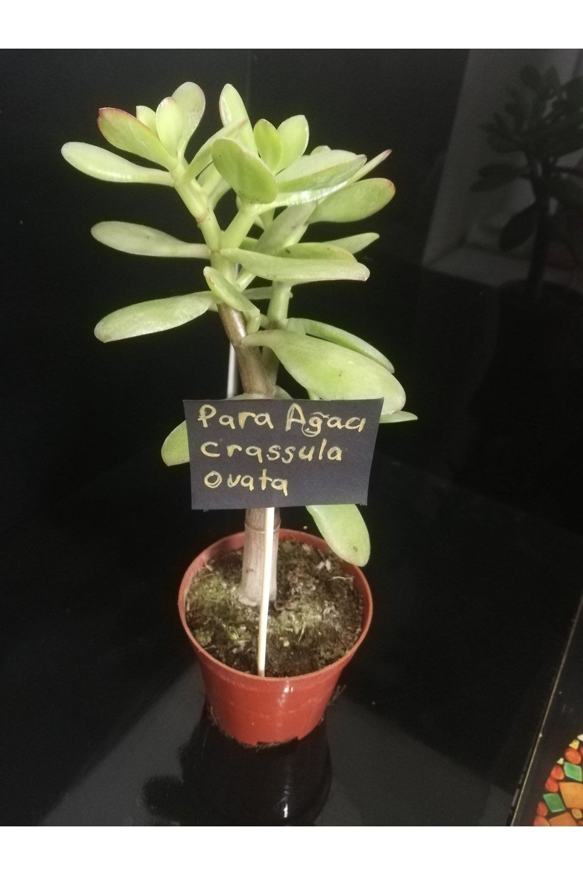 Para Ağacı Çiçeği (crassula Ovata)