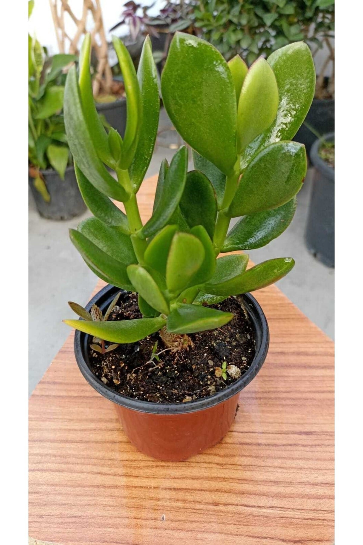 Para Ağacı Crassula Ovata