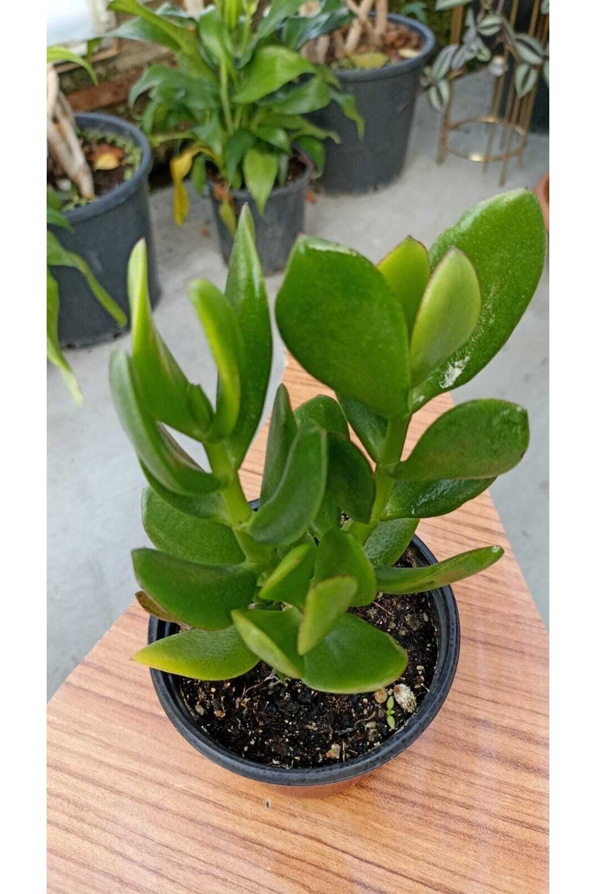 Para Ağacı Crassula Ovata
