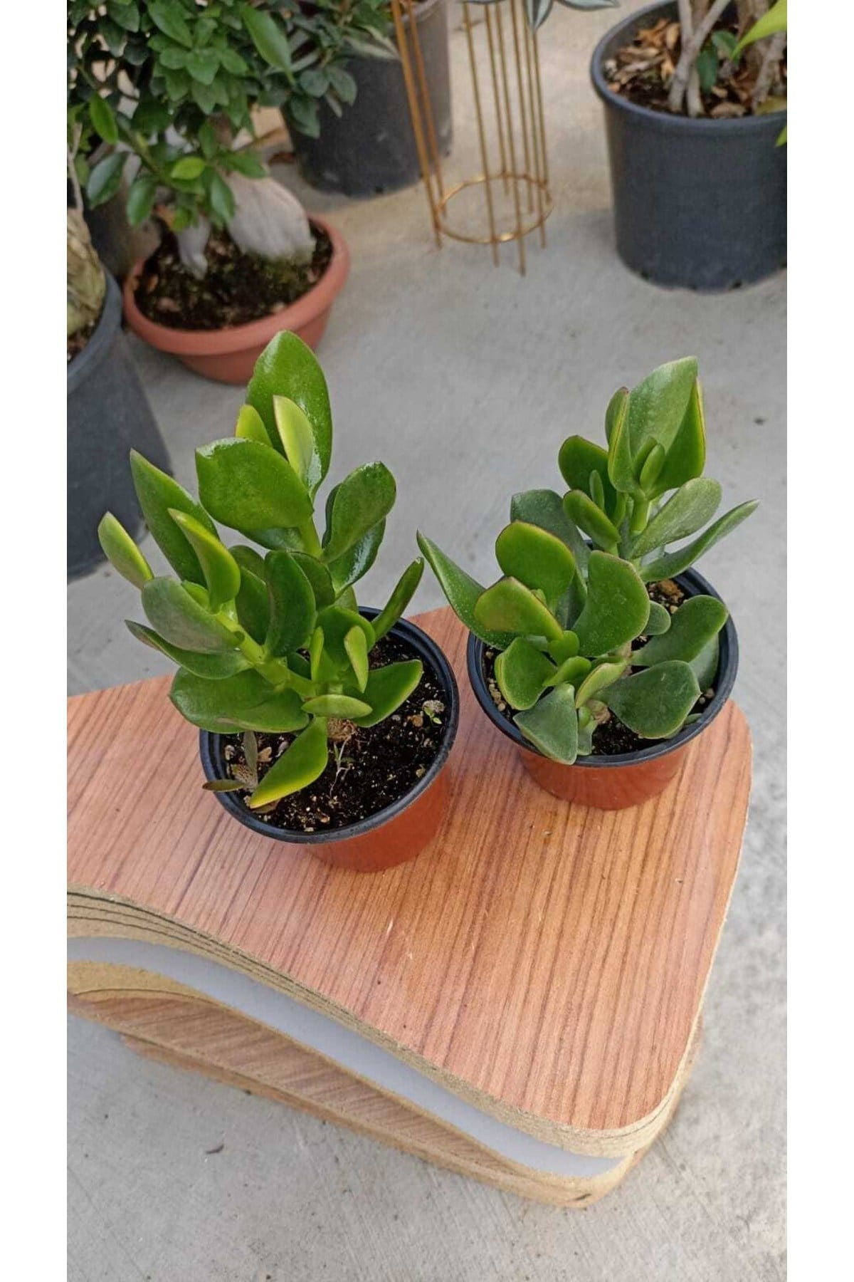 Para Ağacı Crassula Ovata