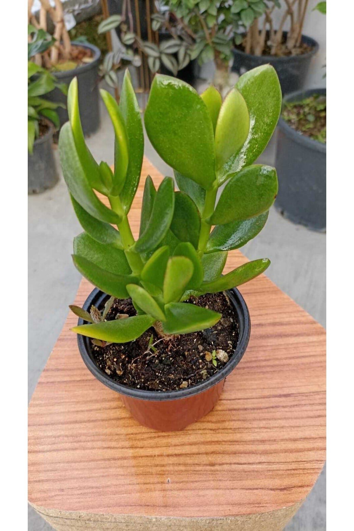 Para Ağacı Crassula Ovata