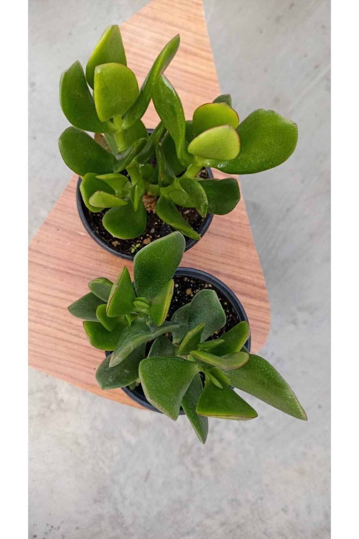 Para Ağacı Crassula Ovata