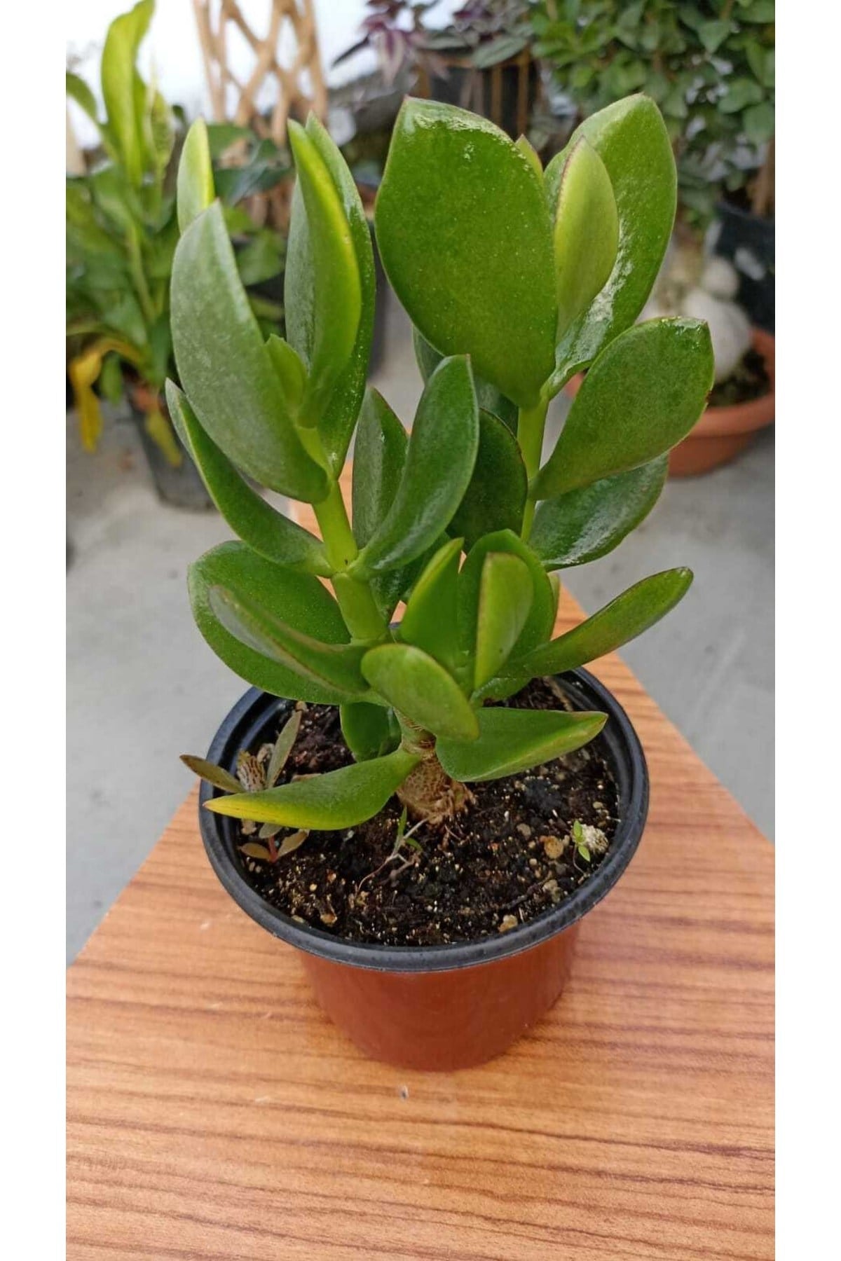 Para Ağacı Crassula Ovata