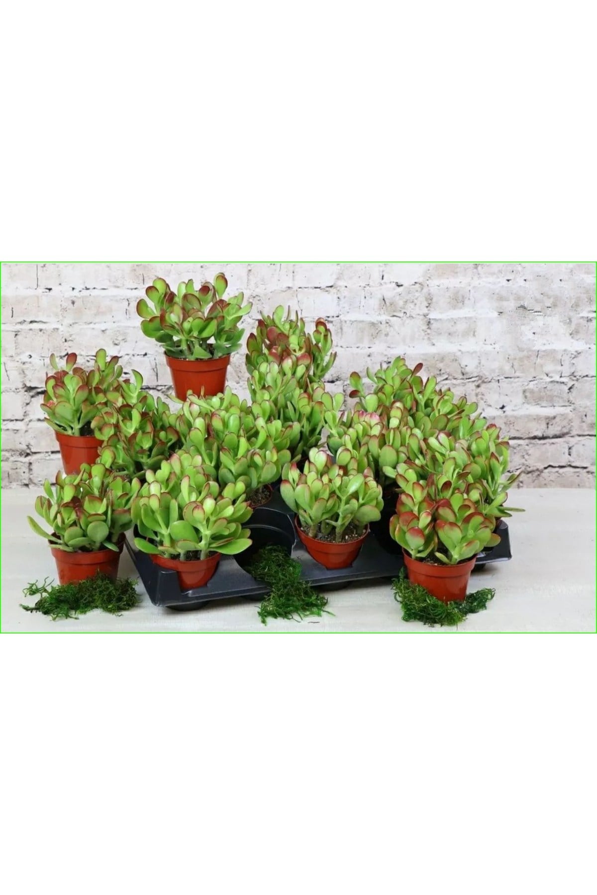 Para ağacı Para çiçeği Bereket ağacı Crassula Ovata Üretim saksısında
