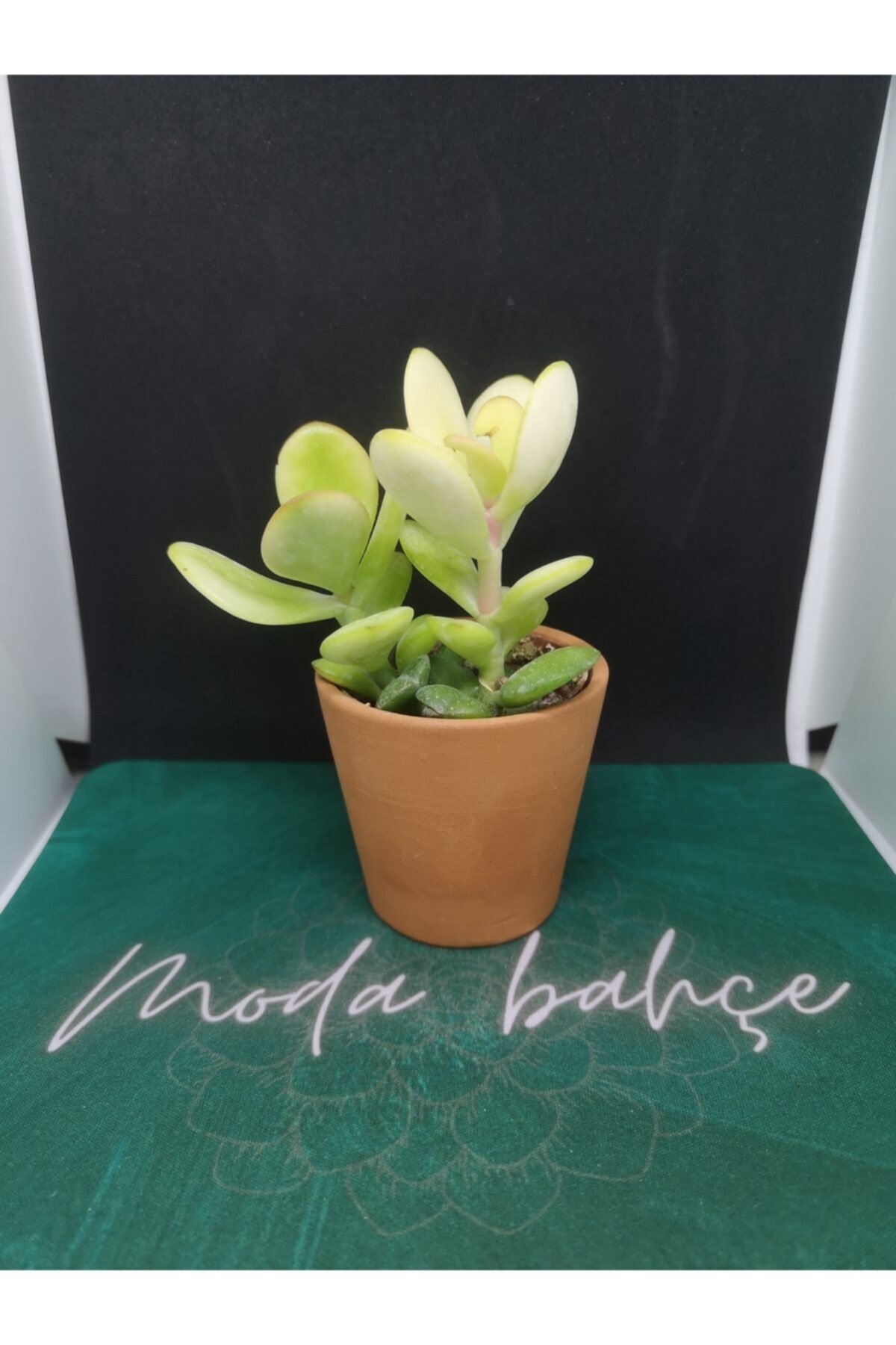 Para Ağacı (sarı) Crassula Ovata