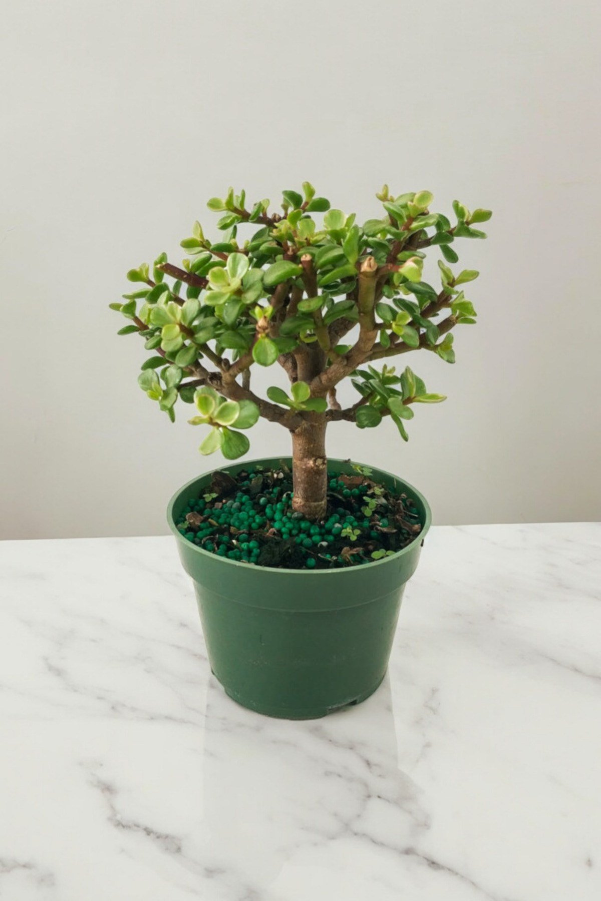Para bonsai orta boy odunsu gövde Afra para çiçeği 001be