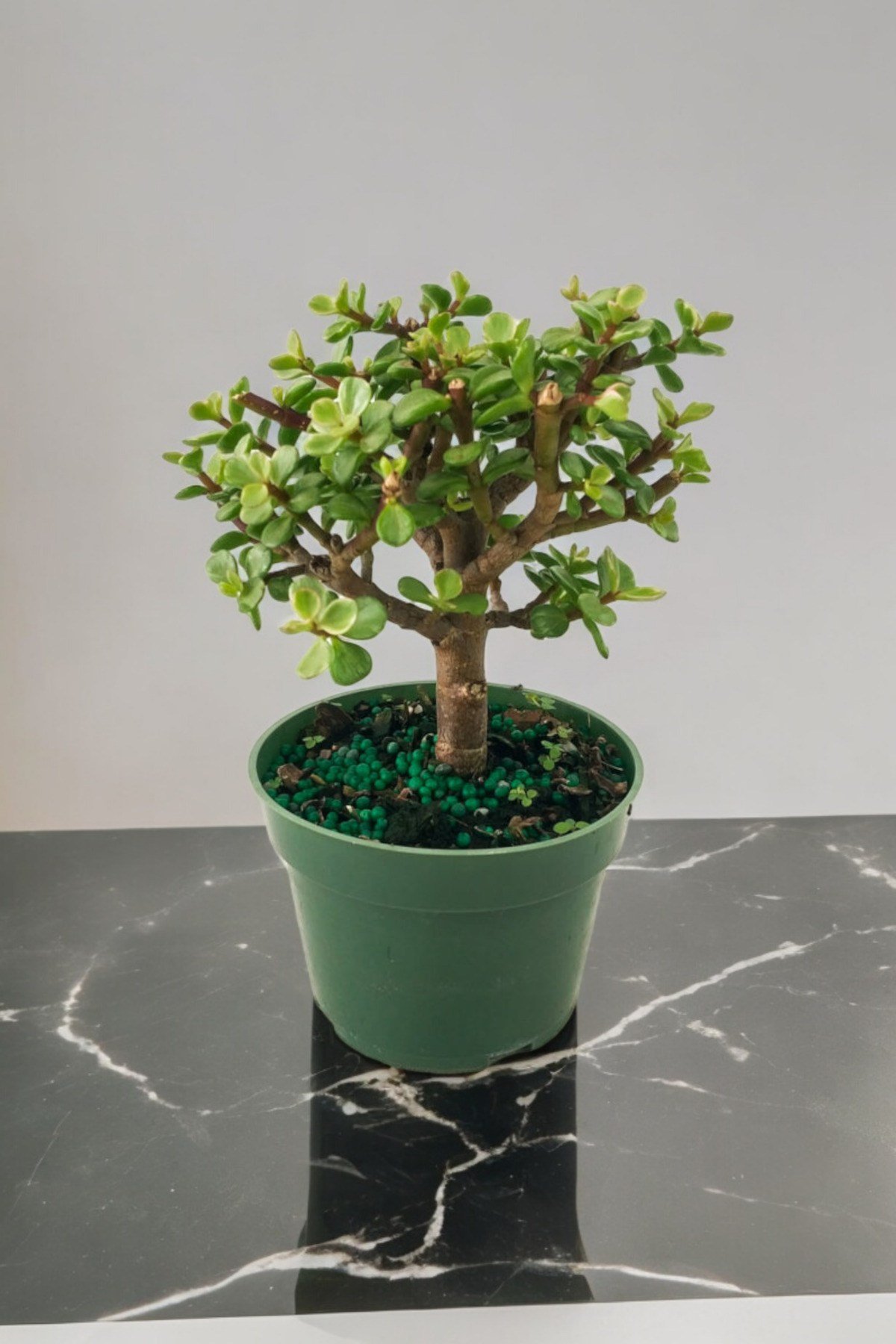 Para bonsai orta boy odunsu gövde Afra para çiçeği 001