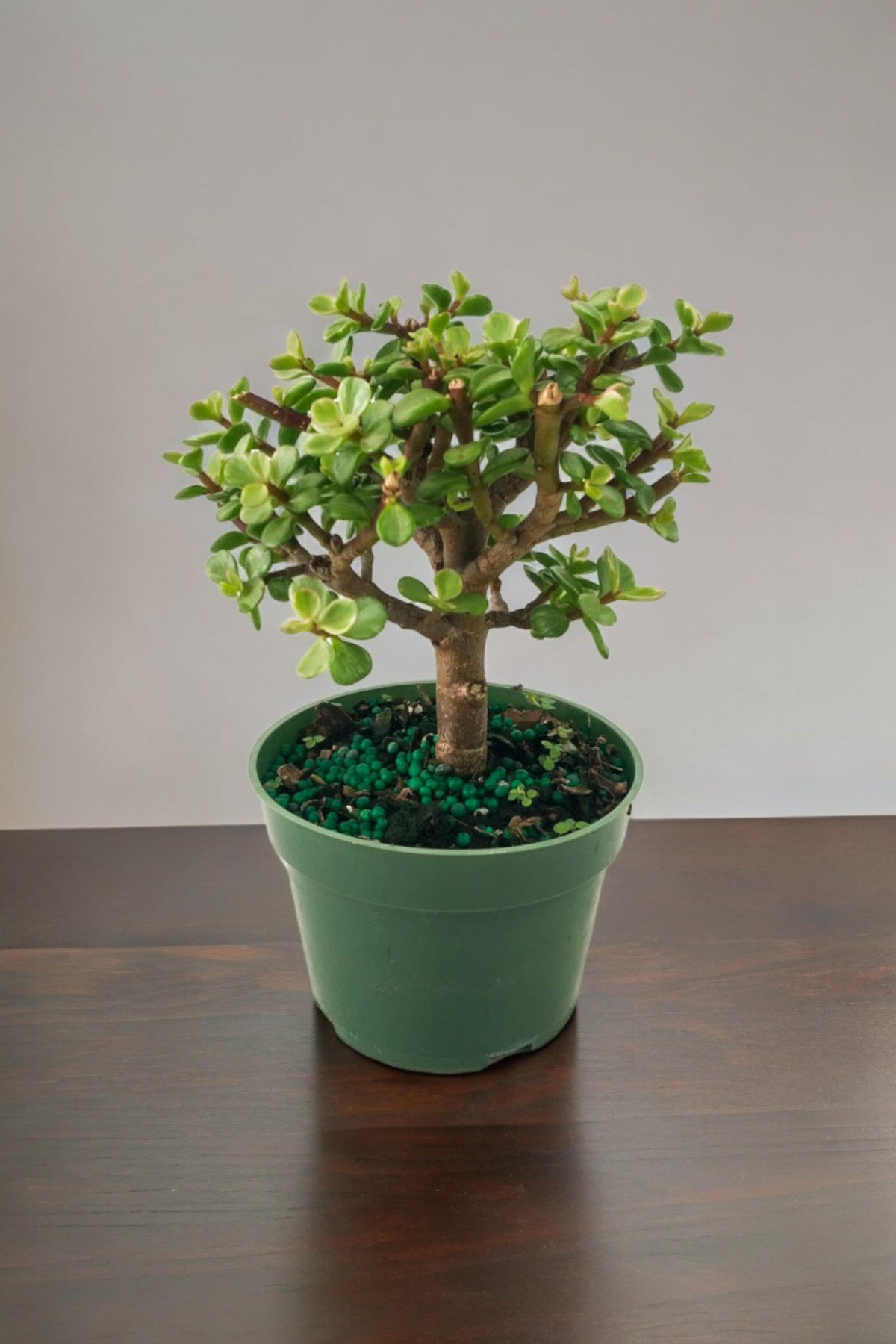 Para bonsai orta boy odunsu gövde Afra para çiçeği