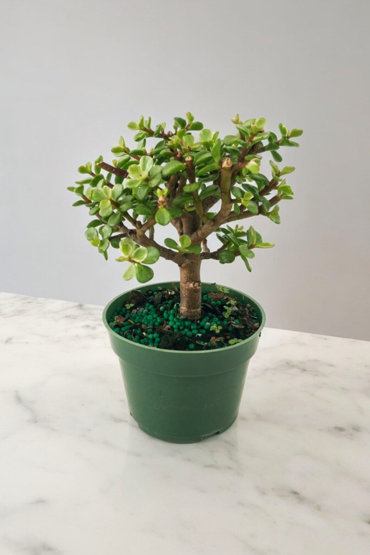 Para bonsai orta boy odunsu gövde Afra para çiçeği 001be