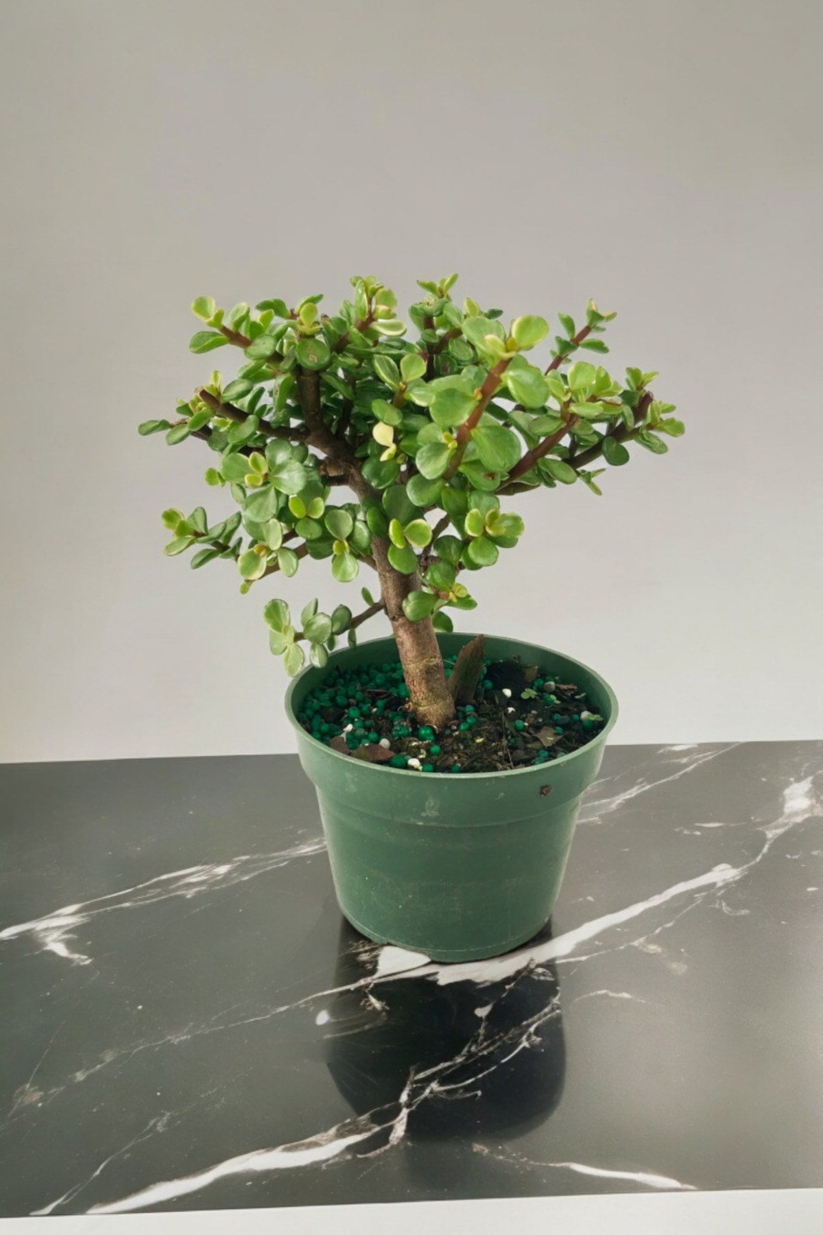 Para bonsai orta boy odunsu gövde Afra para çiçeği