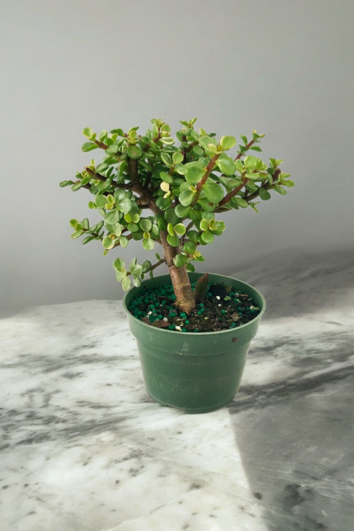 Para bonsai orta boy odunsu gövde Afra para çiçeği