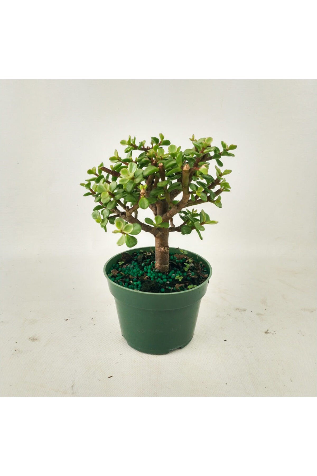 Para bonsai orta boy odunsu gövde Afra para çiçeği 001be