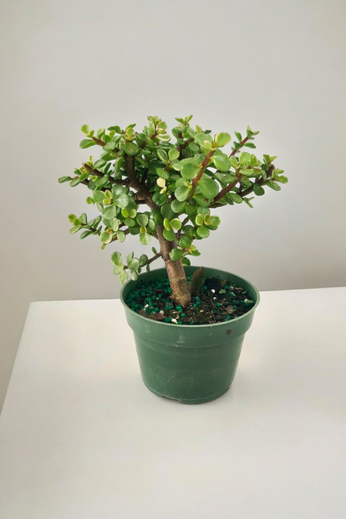 Para bonsai orta boy odunsu gövde Afra para çiçeği 001be