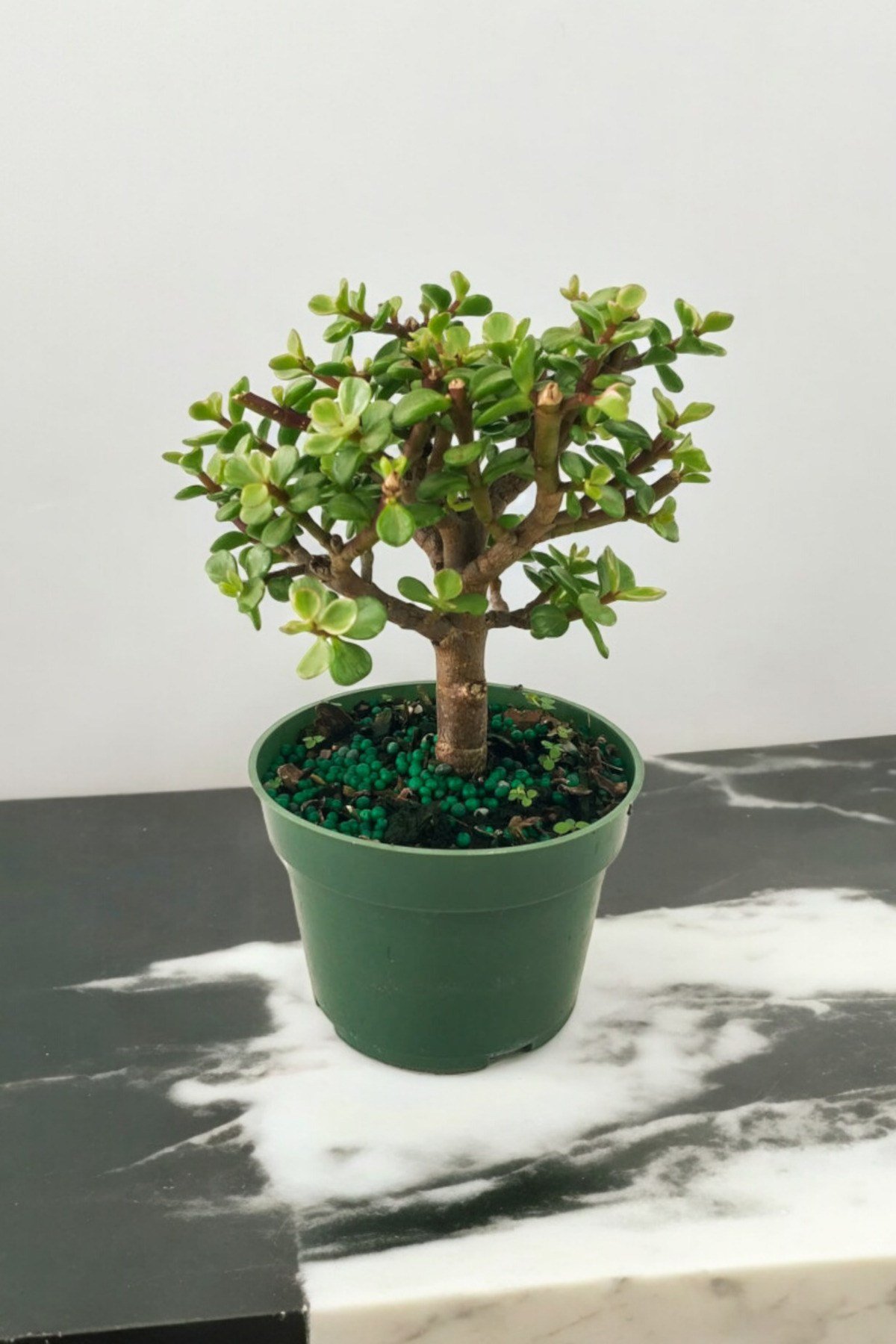 Para bonsai orta boy odunsu gövde Afra para çiçeği 001