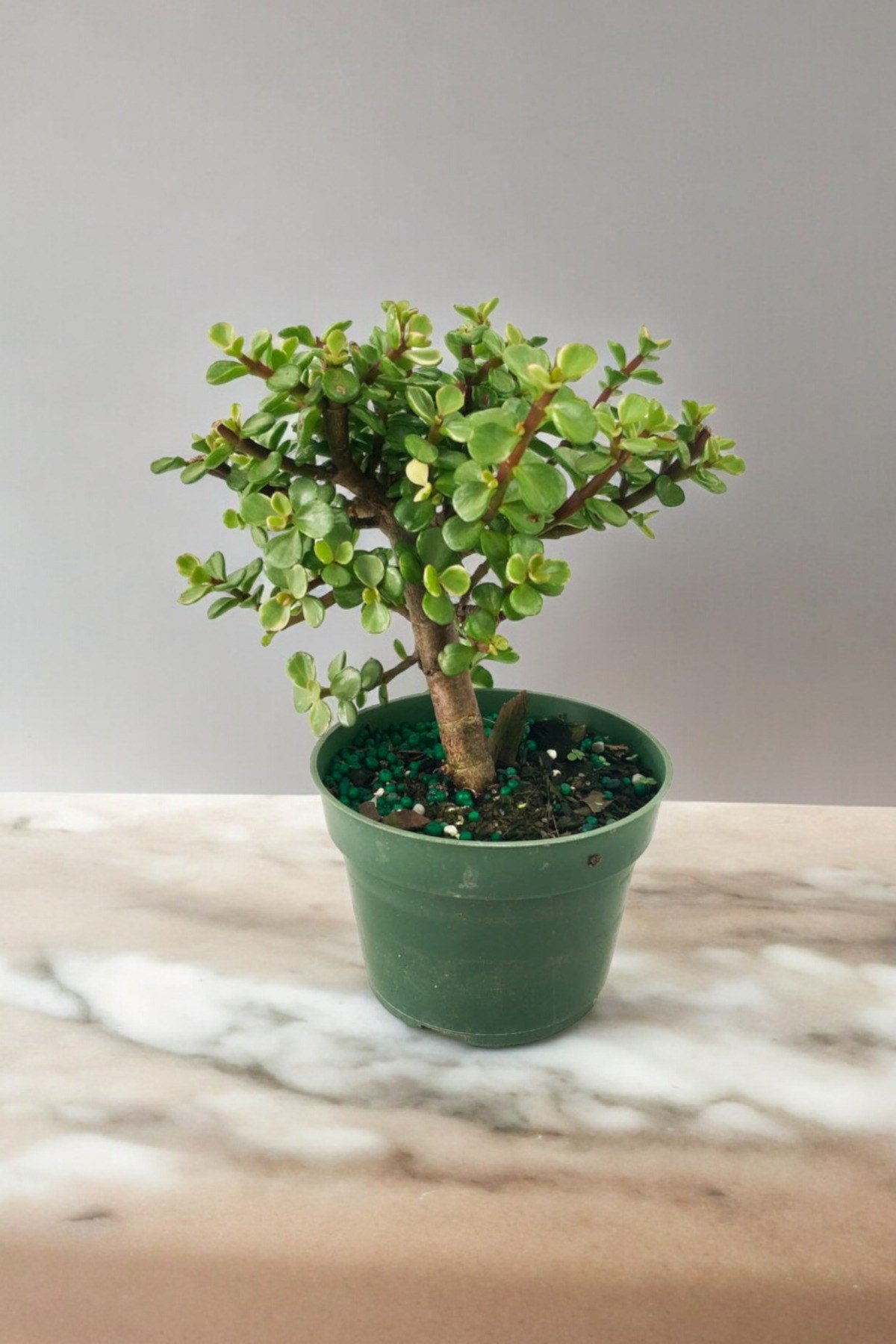 Para bonsai orta boy odunsu gövde Afra para çiçeği 001