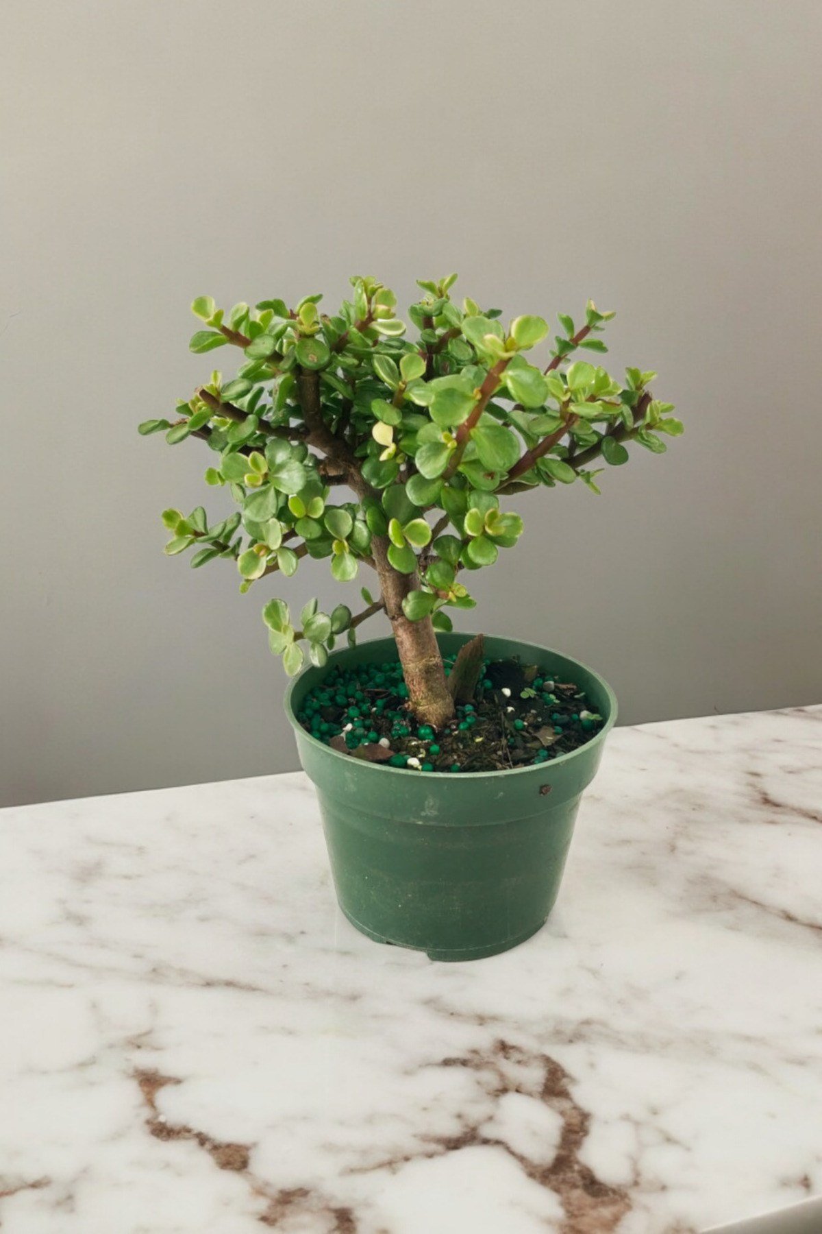 Para bonsai orta boy odunsu gövde Afra para çiçeği 001