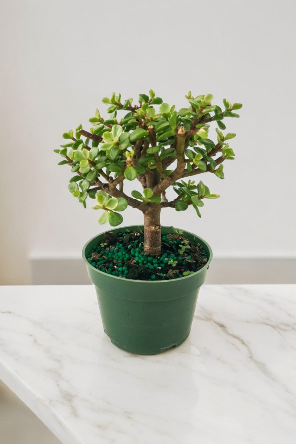 Para bonsai orta boy odunsu gövde Afra para çiçeği 001be