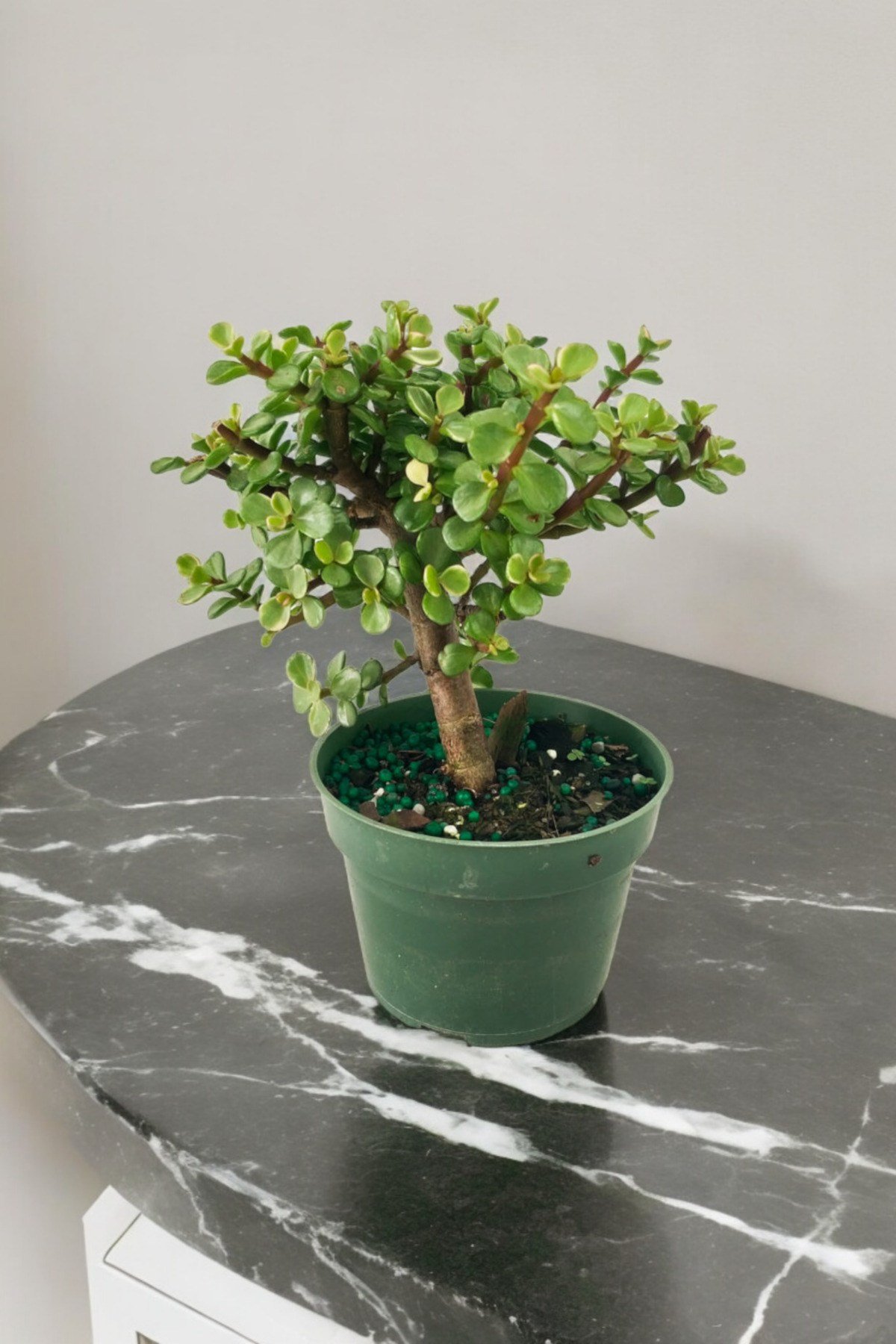 Para bonsai orta boy odunsu gövde Afra para çiçeği