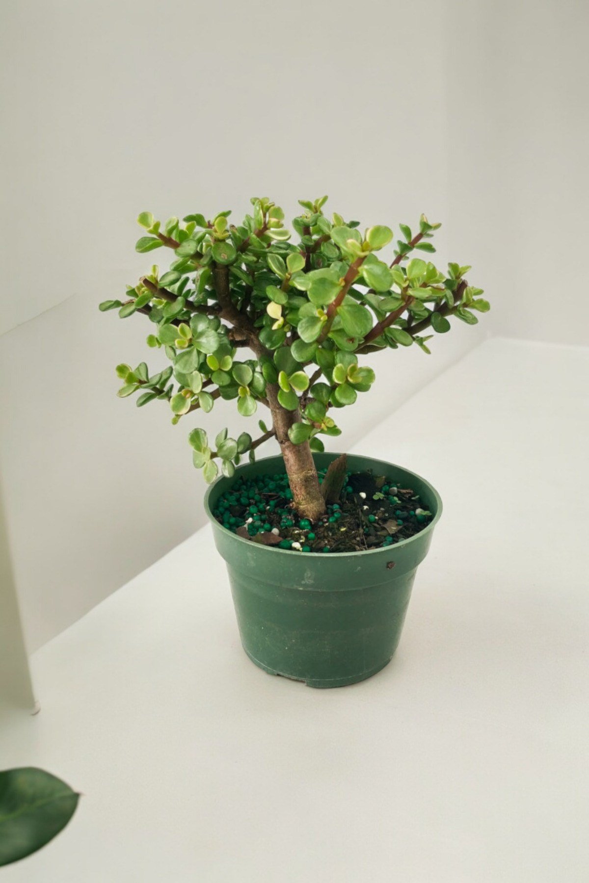 Para bonsai orta boy odunsu gövde Afra para çiçeği 001be