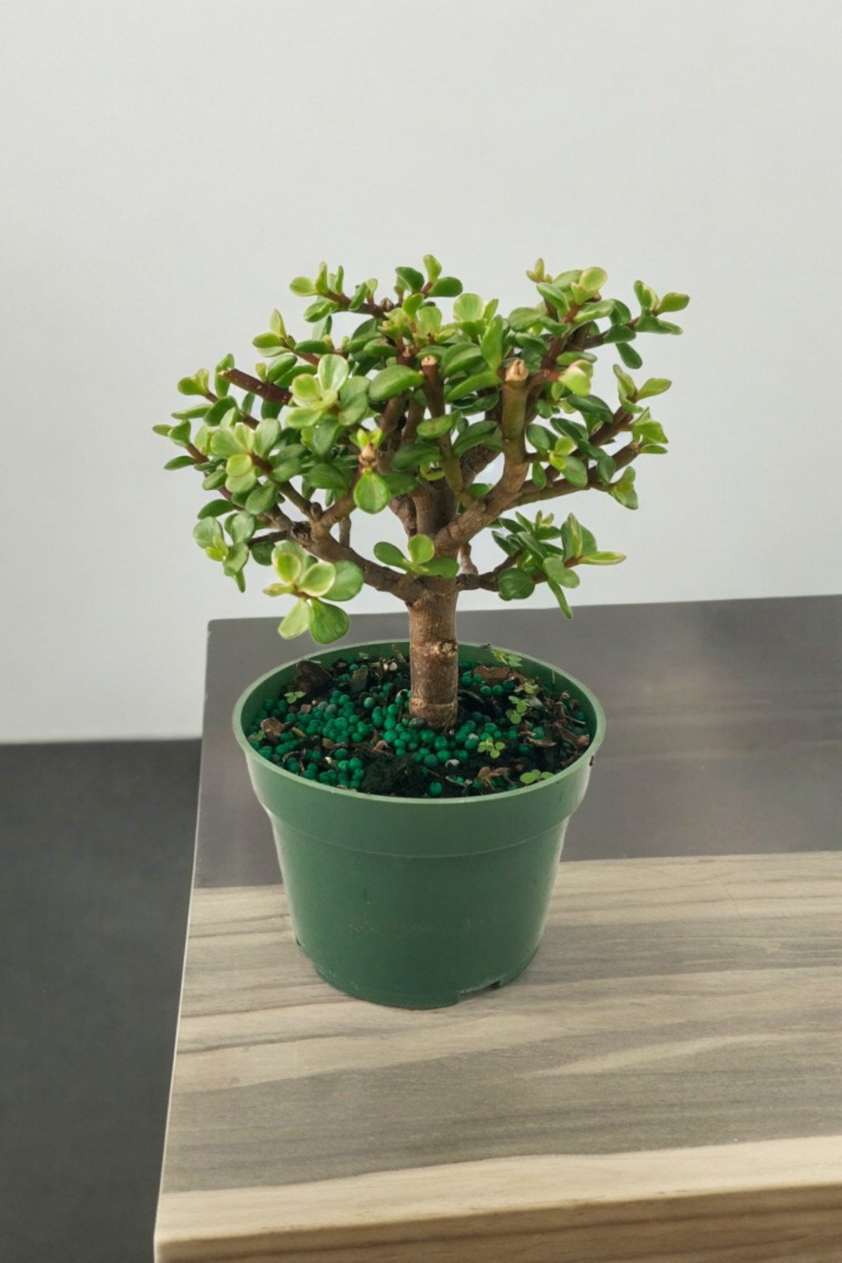 Para bonsai orta boy odunsu gövde Afra para çiçeği