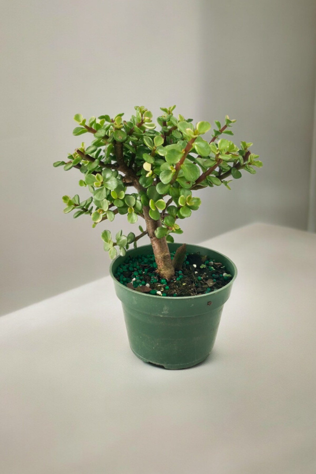 Para bonsai orta boy odunsu gövde Afra para çiçeği 001be