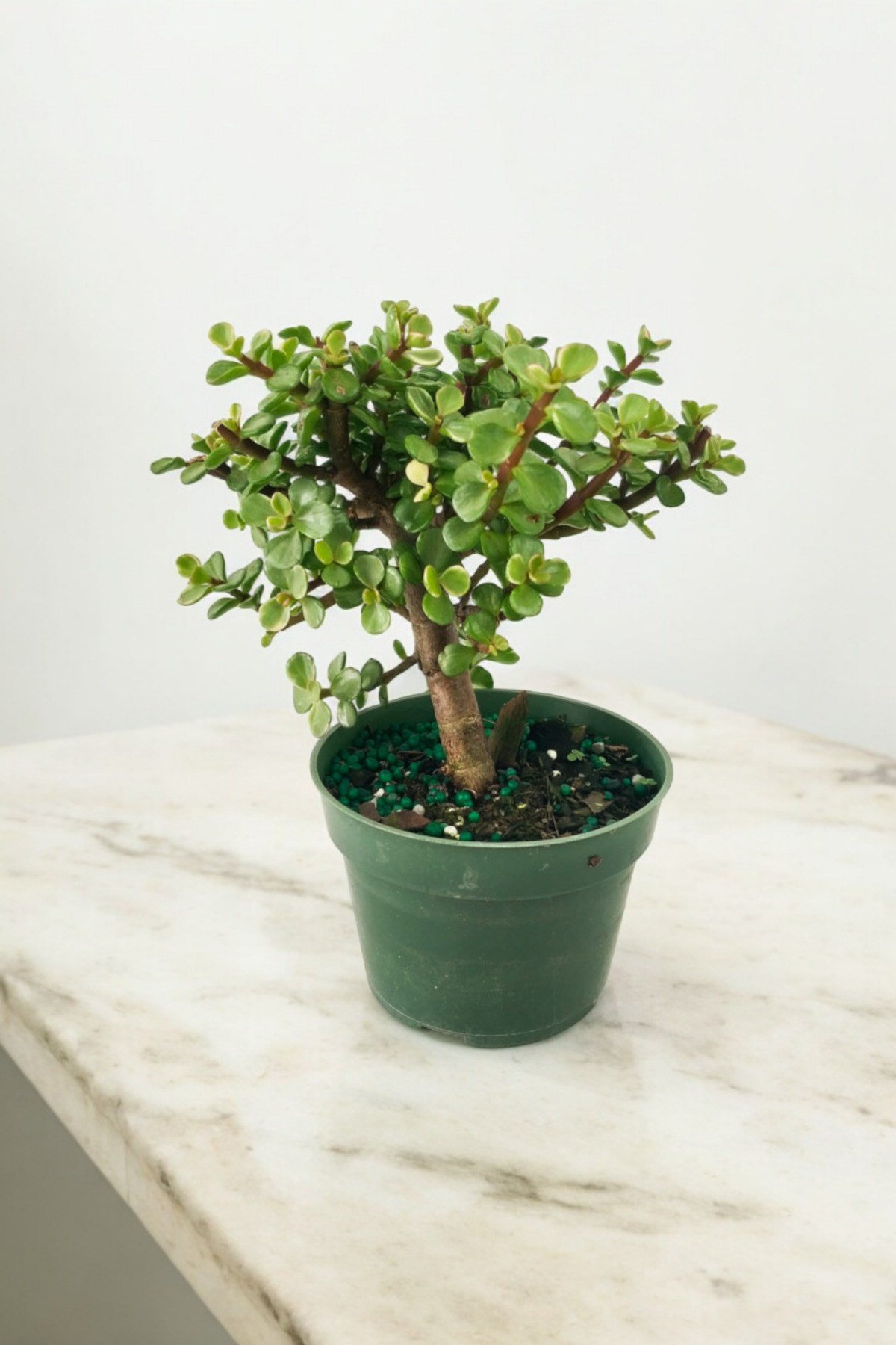Para bonsai orta boy odunsu gövde Afra para çiçeği 001