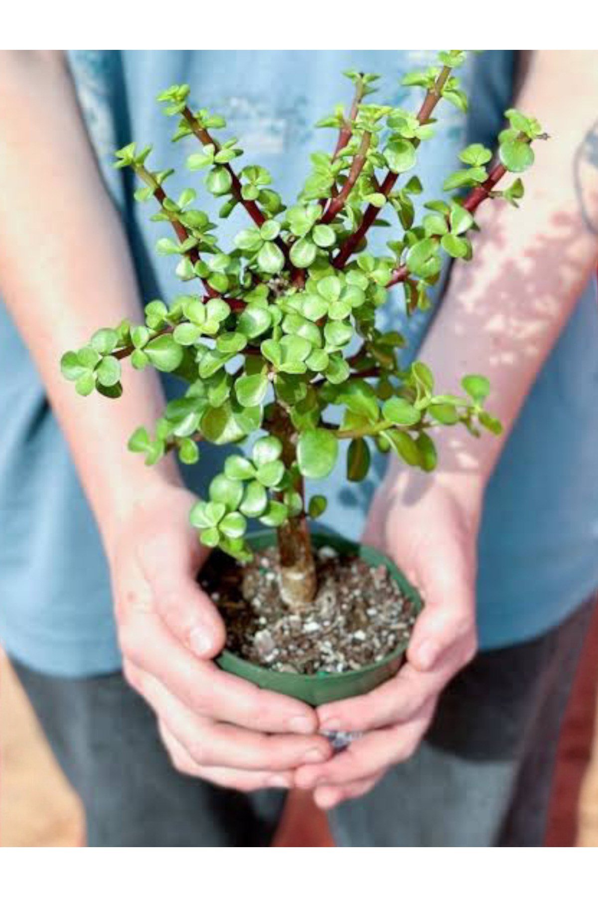 Para Bonsai üretim saksısında para çiçeği para ağacı