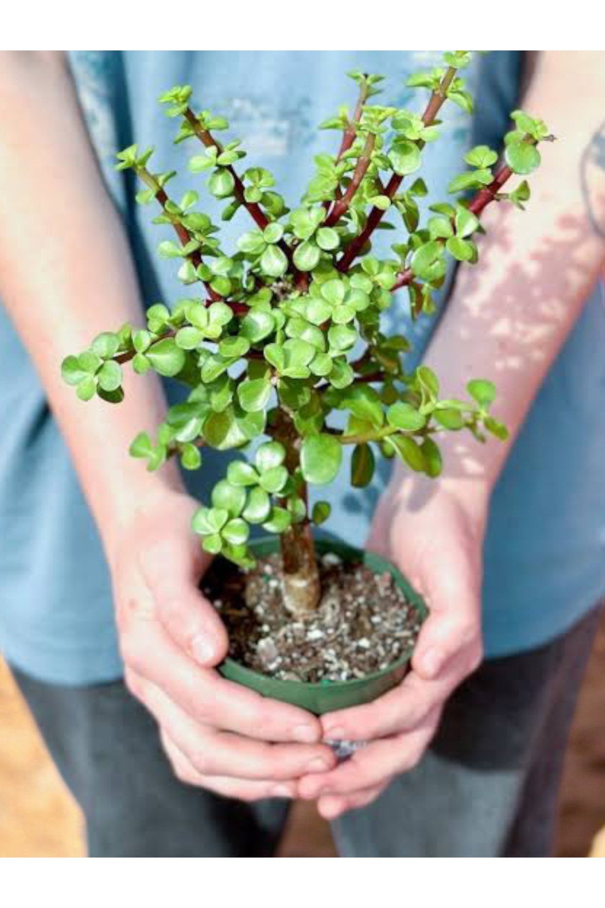 Para Bonsai üretim saksısında para çiçeği para ağacı