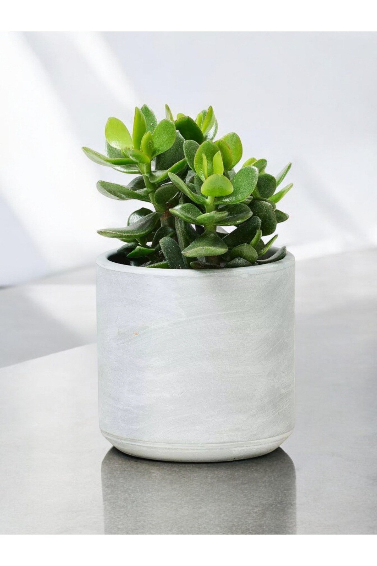 Para çiçeği 10-12 cm dekoratif saksıda para ağacı