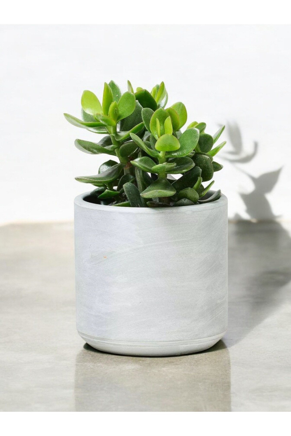 Para çiçeği 10-12 cm dekoratif saksıda para ağacı