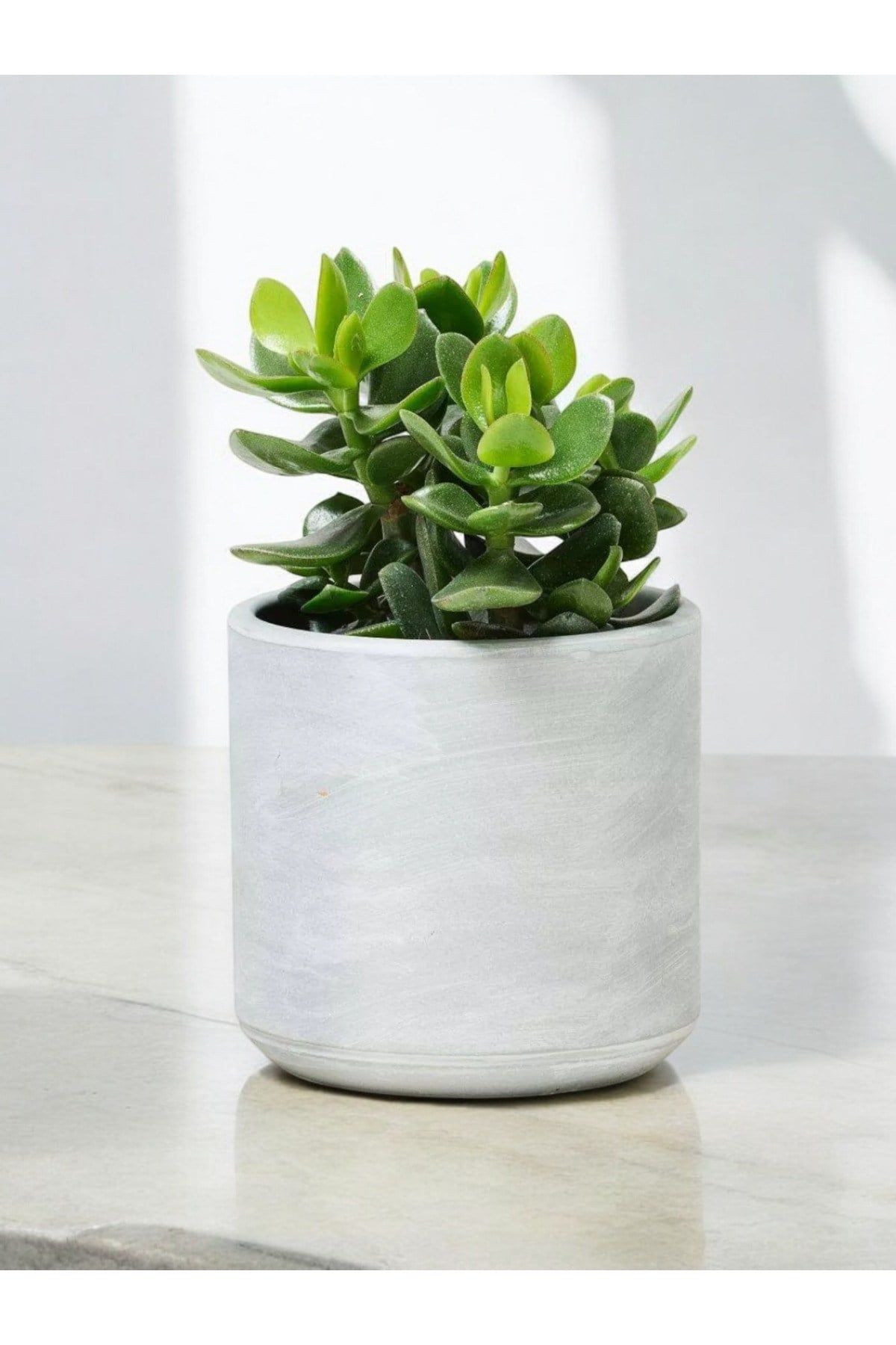 Para çiçeği 10-12 cm dekoratif saksıda para ağacı