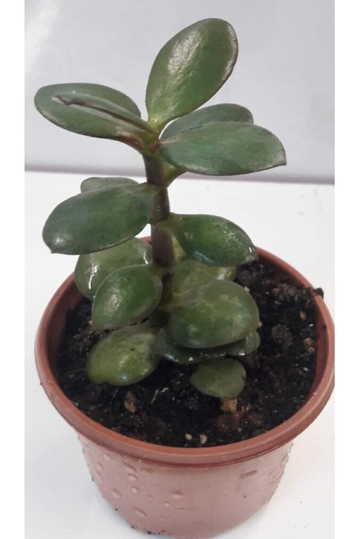 Para Çiçeği 15-20 Cm Boyunda Sağlıklı Çiçekler