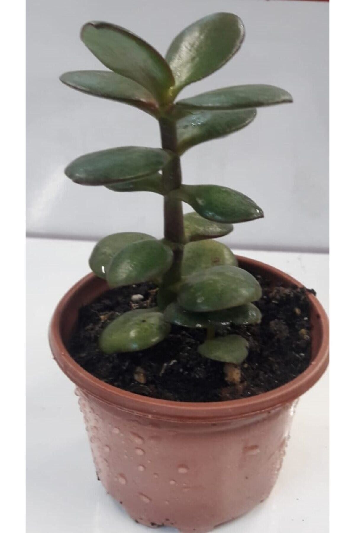 Para Çiçeği 15-20 Cm Boyunda Sağlıklı Çiçekler