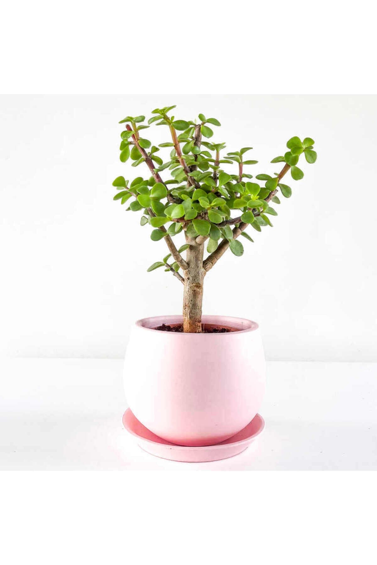 Para Çiçeği 15-20 Cm Boyunda Sağlıklı Çiçekler
